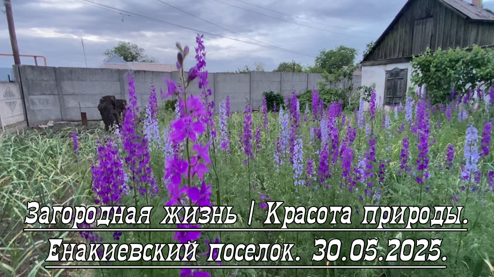 2025. "Загородная жизнь. Красота природы | Прополка огурчиков". 30.05.2025.