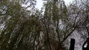 #осеняя зима...# природа в декабре  брянск