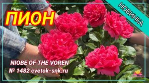 Пион "NIOBE OF THE VORENI"/Сад Ворошиловой