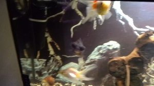 Мои аквариумы 04.12.2025г.