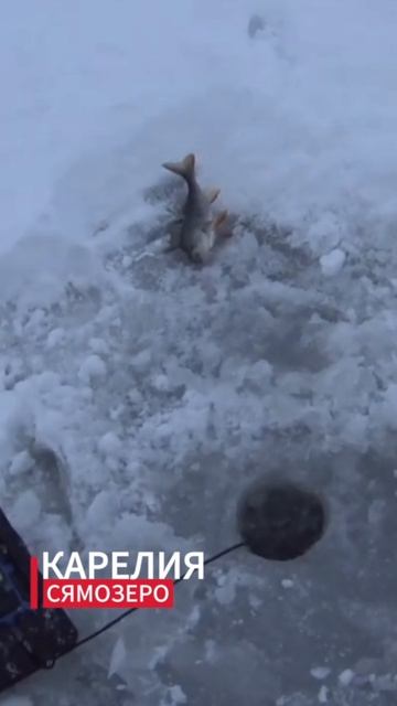 СЯМОЗЕРО 2025  Окунь раздает #shorts смотреть онлайн