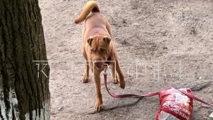 Хозяйка шарпея, который за год искусал и искалечил 6 детей, отделалась лёгким испугом