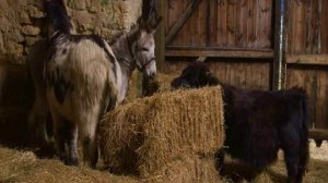 Рождество на ферме Омела / Christmas on Mistletoe Farm (2022)