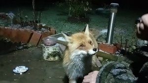 (1188) Лиса приходит в гости. Декабрь 2025