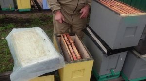 Два отводка в одном улике !