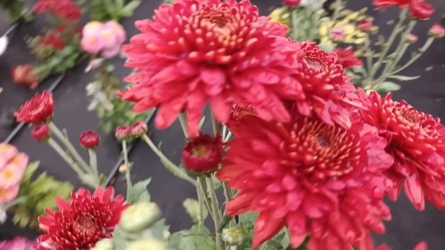 СОРТА ХРИЗАНТЕМЫ КРАСНЫХ ЦВЕ́ТОВ И ОТТЕНКОВ.