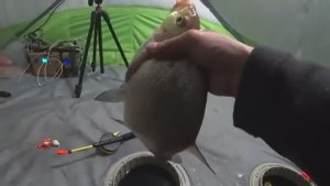 КРУПНЯК ДУРЕЕТ ОТ ЭТОЙ ПРИКОРМКИ! Рыбалка с ночевкой. Зимняя рыбалка 2025.