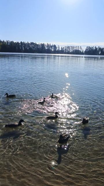 Уточки балдеют...