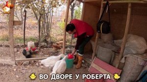 Содержание кур в домашних условиях и других птиц во дворе у Роберта 🐣🐤🦆🐔🪿🦃 (354)