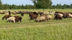 Бараны на курбан в Казани