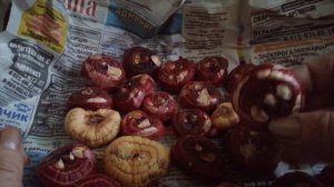 Как храню луковицы гладиолусов