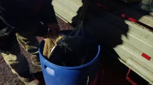 Новая партия Форели 04.12.2025г.