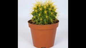 кактус эдит