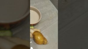 улитки ахатины купаються