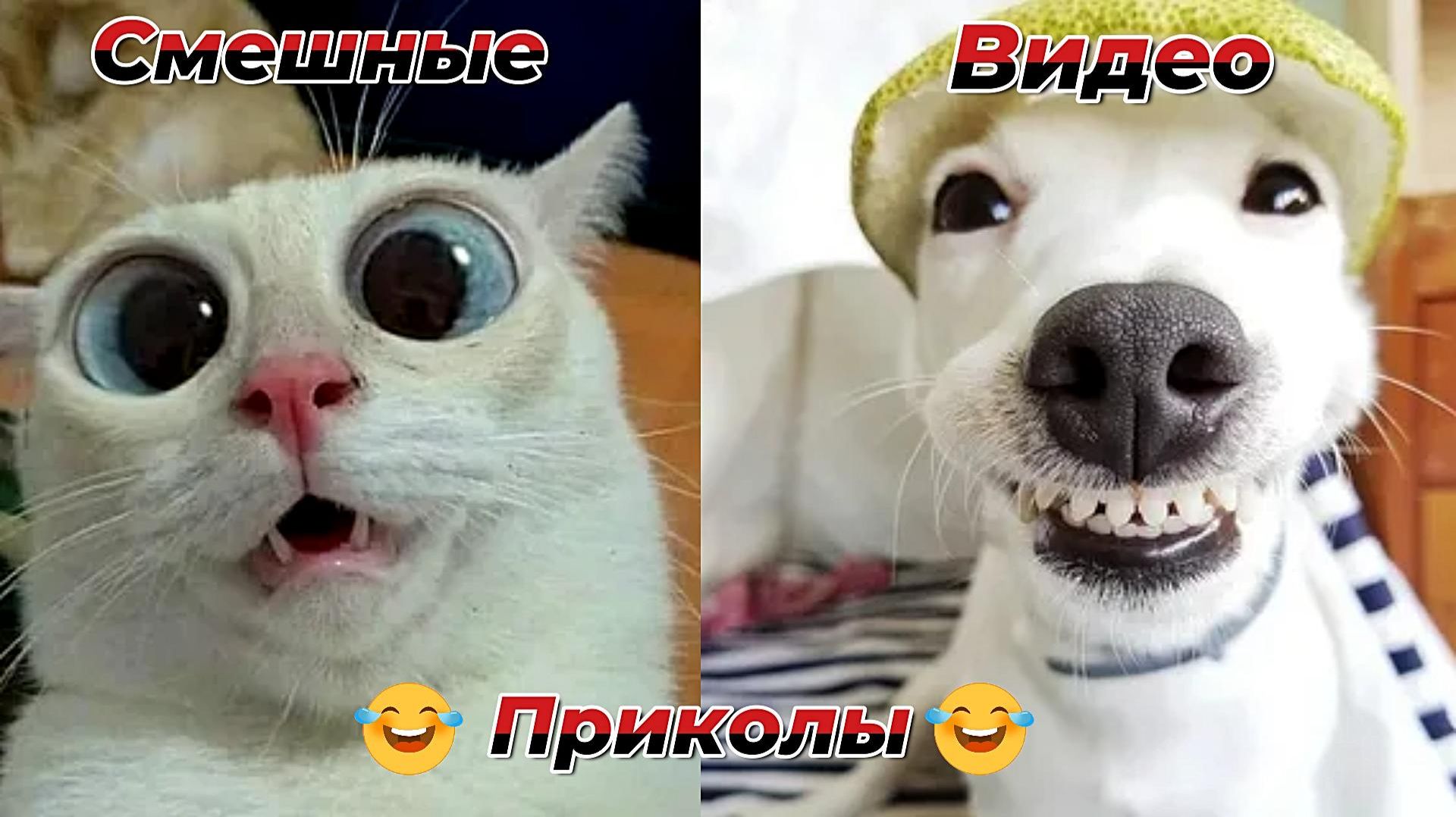 Смешные видео приколы|Коты и собаки|Юмор и Приколы.