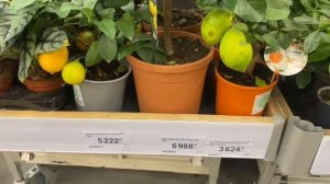 Лемана ПРО" Новый завоз комнатных цветов