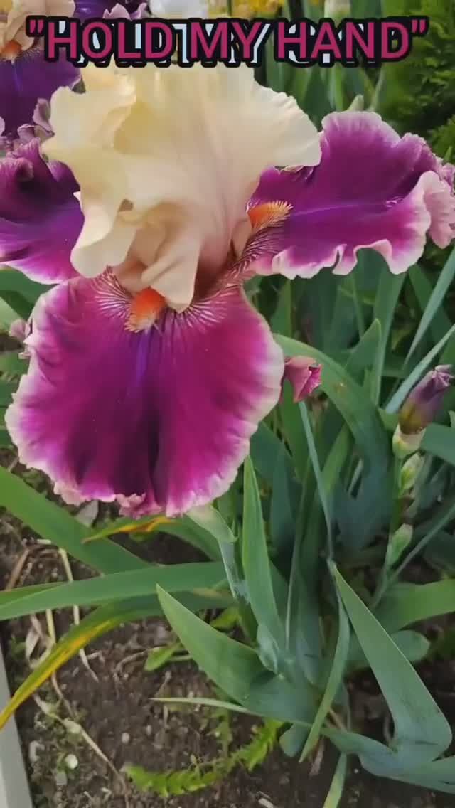 ирис 'Hold My Hand' (Холд Май Хэнд) (Держи меня за руку) (Blyth, 2003)