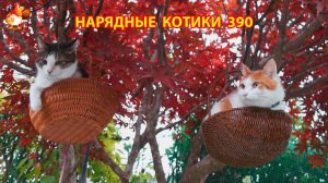 Нарядные Котики расслабляются на солнышке 🌞 🐈🐈🐈 (390)