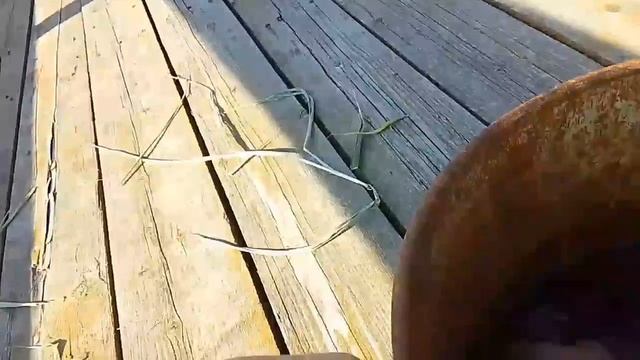 Как поймать рыбу без удочки рыбалка Money_Honey