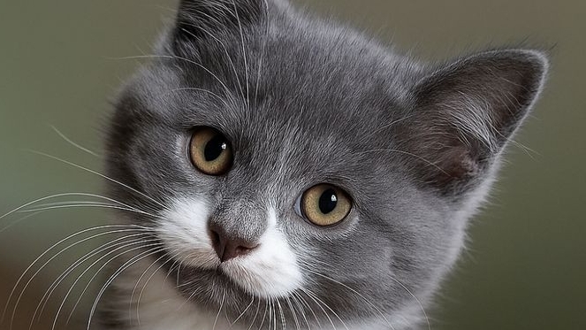 ПОРОДА КОШЕК : Какие уникальные характеристики внешности отличают породистых кошек?