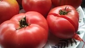 Демидовское лапти