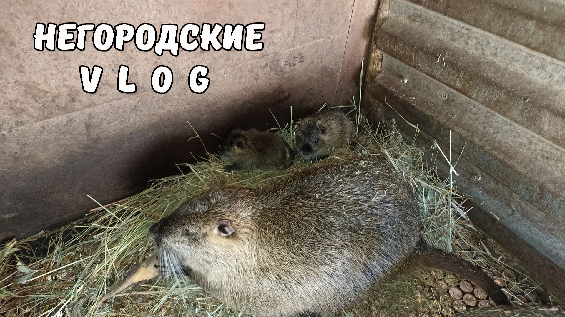 Малыши - НУТРЯТА. Хозяйничаю с помощником. 28.11.25.