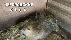 Малыши - НУТРЯТА. Хозяйничаю с помощником. 28.11.25.