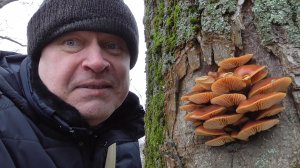 Грибы зимние опята на дереве