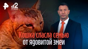 Кошка vs гадюка: хвостатая спасла семью россиян на Бали от ядовитой змеи