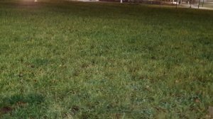 В декабре зеленая трава в Казани. Нет зимы. Руслан Михайлов