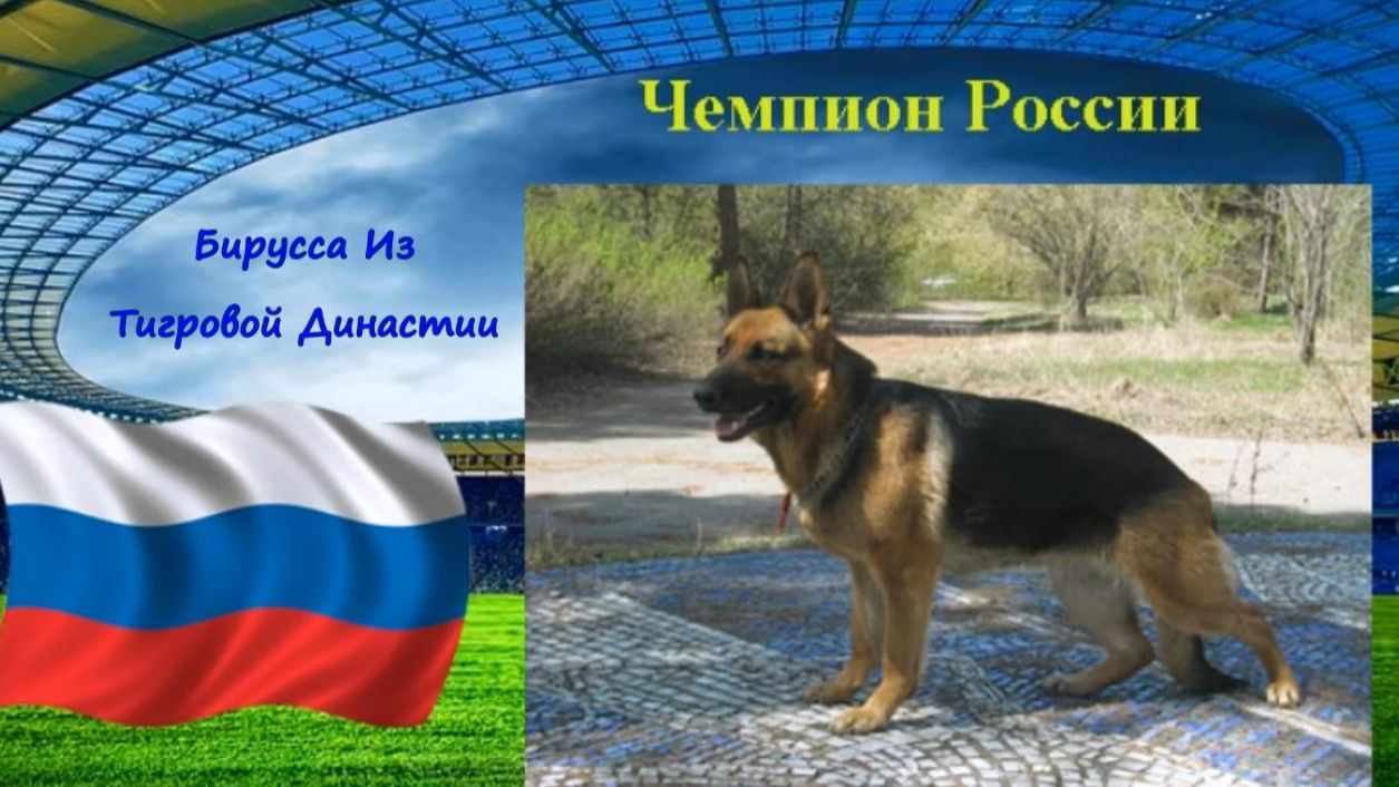 Бирусса Из Тигровой Династии.