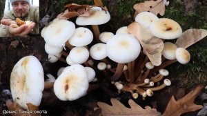 Фламмулина Фенны | Flammulina fennae