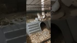 Дом Морской Свинки🤍 34