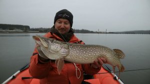 Трофейная щука ломает подсачник. Ловля крупной щуки перед ледоставом.