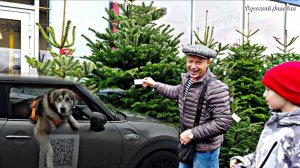 Цены на Первые Ёлки в Одессе / Новогодние цены, акции, скидки 2026