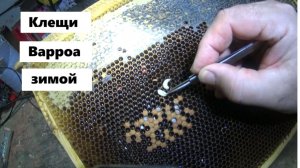 Клещ Варроа в зимнем расплоде.