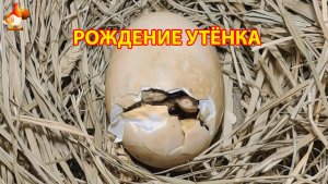 Как вылупляется утенок из яйца и первые моменты жизни малыша 🤗