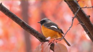 Красота птиц осенью 🍂 Расслабляющие и целебные звуки птиц для снятия стресса | Осенний лес🍁