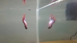 Два аквариума в одном 🥰