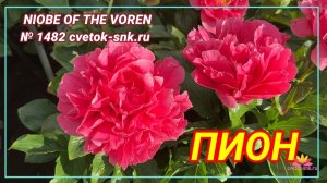Пион "NIOBE OF THE VORENI"/Сад Ворошиловой