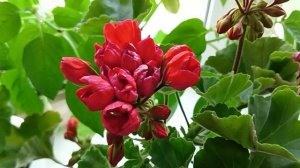 Ошибки при выращивании Пеларгонии