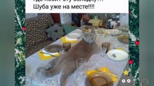 Смешные кошки. Лучшие приколы с котами. Самое смешное видео.