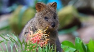 Интересные факты о животных - для детей