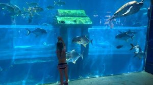 Аттракцион «Встреча с акулами» в аквапарке Atlantis Aquaventure