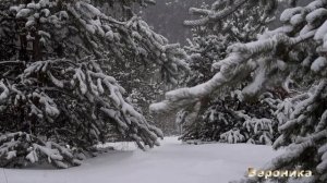 БЕЛЫЙ СНЕГ -слова Андрей Акимов муз испол Наталия Ромашка Печурина баян