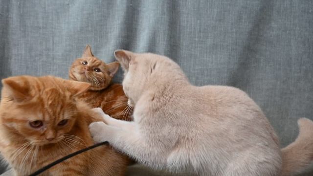 DSC_4712 смотреть онлайн