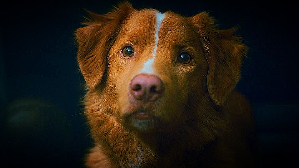 ОБЪЯСНЕНИЕ КОНЦОВКИ "ГЛАЗАМИ ПСА / ХОРОШИЙ МАЛЬЧИК" ТРАГИЧЕСКАЯ МЕТАФОРА ФИЛЬМА смотреть онлайн