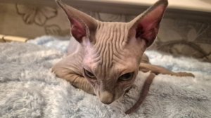 Наша лысая кошка. Мишель. Канадский сфинкс.