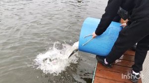 04.12.25. Второе зарыбление VIP зоны форелью.