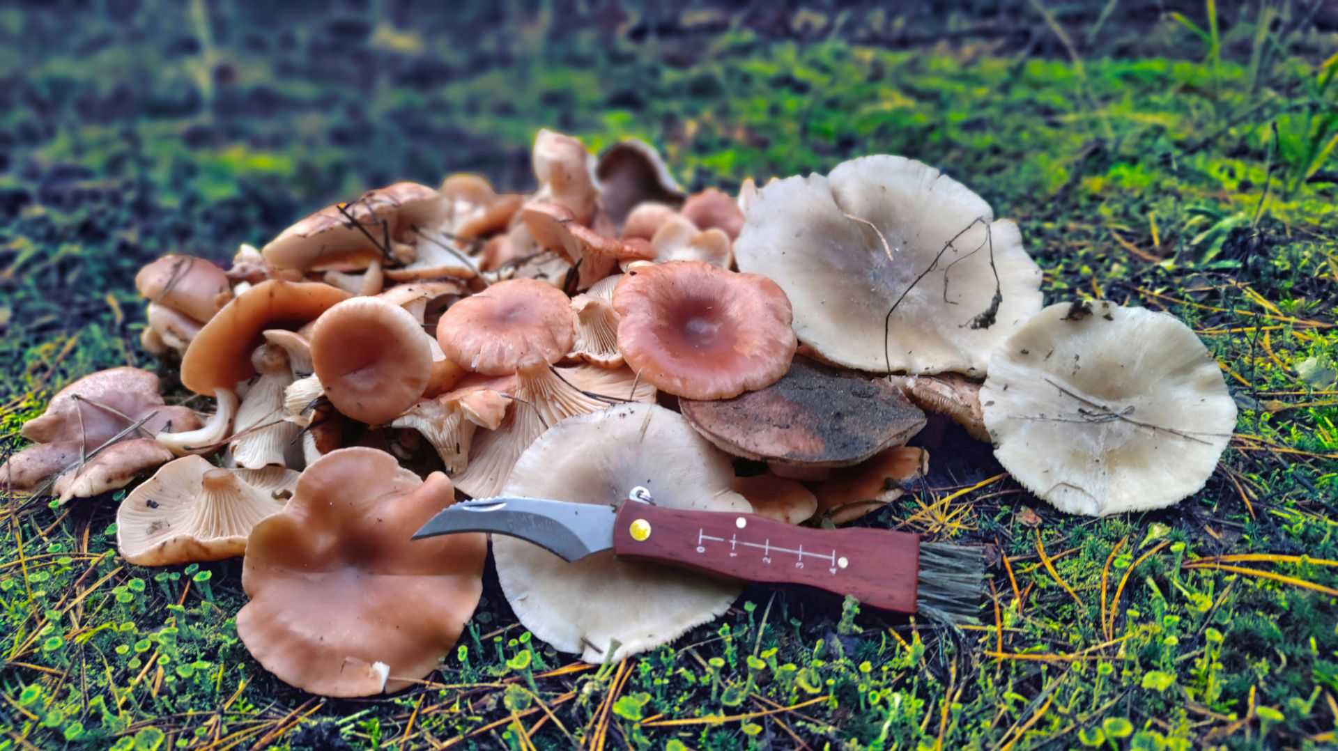 ЗАШЛИ В СОСНОВЫЙ ЛЕС И ОБАЛДЕЛИ! Сбор грибов 2025